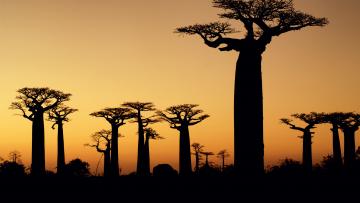 Fascinante Madagascar