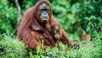 A la rencontre des orangs-outangs