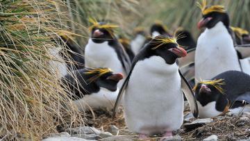 Îles Falkland, Géorgie du Sud et Antarctique