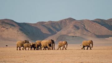 Le Meilleur de la Namibie