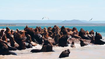 Patagonie: de l'Atlantique aux Andes