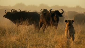 Au coeur de l'Afrique sauvage