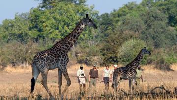 A travers le Luangwa