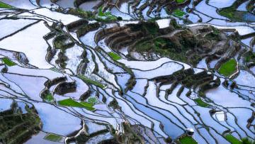 Ifugao, vertes rizières