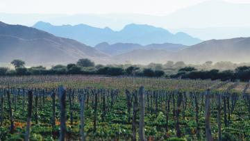 La route des vins